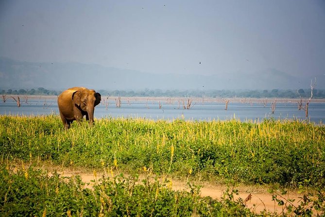 All Inclusive Private Safari in Minneriya National Park - All-inclusive value: what $96.50 per person really covers
