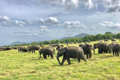 All Inclusive Private Safari in Minneriya National Park - Pickup to drop-off: your 2:00–6:30 game-drive schedule