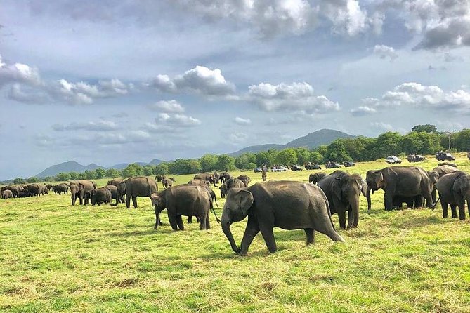 All Inclusive Private Safari in Minneriya National Park - Pickup to drop-off: your 2:00–6:30 game-drive schedule
