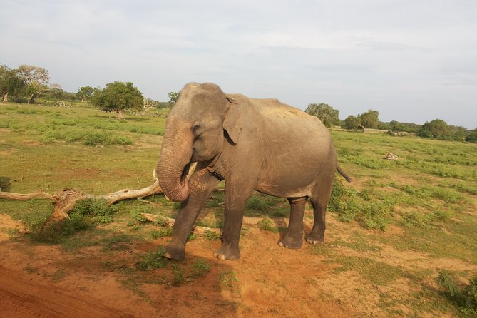 All Inclusive Udawalawe National Park Safari Day Tour from Colombo and Negombo - Udawalawe National Park Safari: why this day trip works