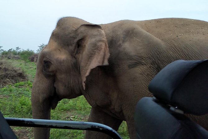 All Inclusive Udawalawe National Park Safari Day Tour from Colombo and Negombo - Your day’s rhythm: long hours, smart wildlife timing