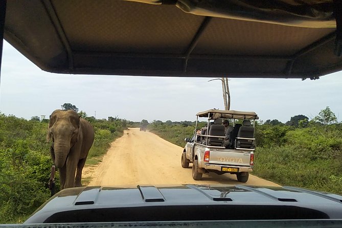 All Inclusive Udawalawe National Park Safari Day Tour from Colombo and Negombo - Price and value: is $335 per person reasonable?