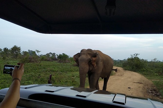 All Inclusive Udawalawe National Park Safari Day Tour from Colombo and Negombo - Private 4x4 setup and your guide-driver team