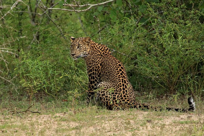 All Inclusive Wilpattu National Park Day Tour From Anuradhapura - Key points to know before you go