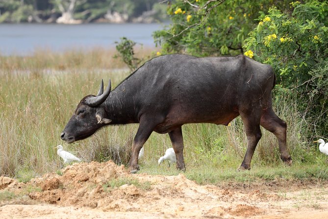 All Inclusive Wilpattu National Park Day Tour From Anuradhapura - What you actually do on the Wilpattu safari