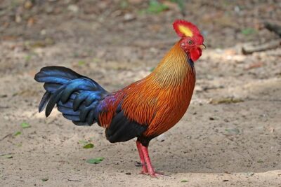 All Inclusive Wilpattu National Park Day Tour From Anuradhapura - 6:30am pickup and the private jeep advantage