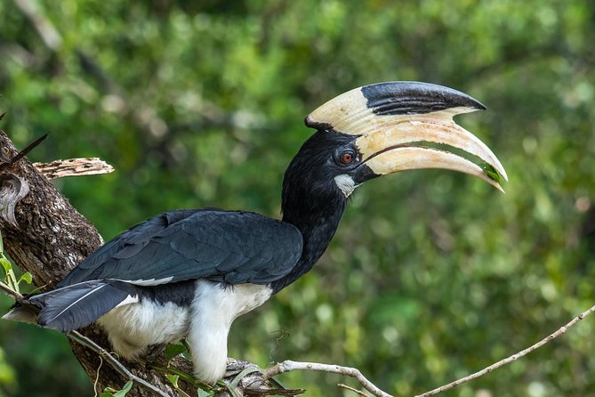 All Inclusive Wilpattu National Park Day Tour From Anuradhapura - Rice and curry lunch: the included meal that keeps momentum