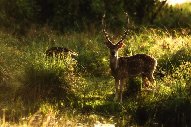 All Inclusive Wilpattu National Park Day Tour From Anuradhapura - Who should book this Wilpattu tour (and who might not)