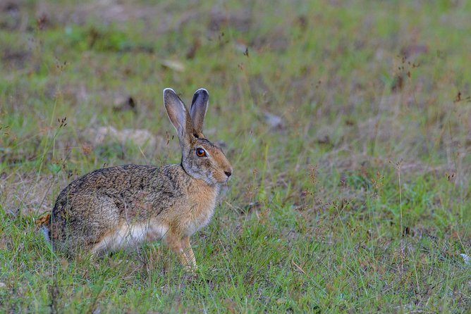 All Inclusive Wilpattu National Park Day Tour From Anuradhapura - Quick logistics you’ll appreciate