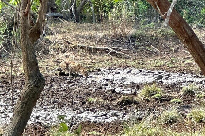 All inclusive Yala/Udawalawa Safari From Ella, Mirissa,Hiriketiya - All-Inclusive Comforts: What You Get (Besides Animal Chances)