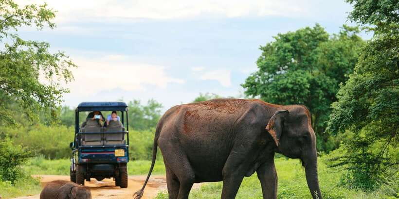 All inclussive Udawalawa National Park Safari From Colombo - Key things that make this Udawalawe day work