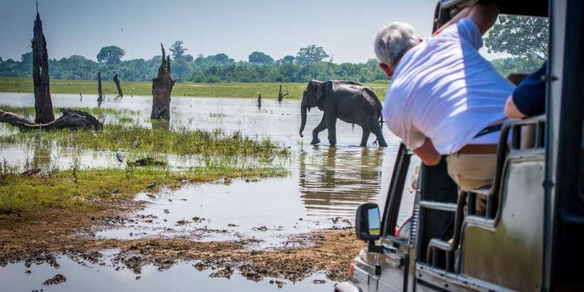 All inclussive Udawalawa National Park Safari From Colombo - The elephant-focused question: what happens if sightings disappoint?