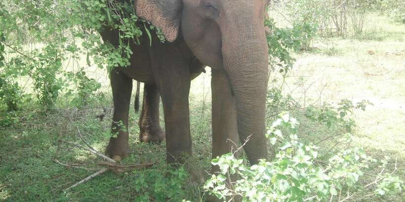 All inclussive Udawalawa National Park Safari From Colombo - Animals after the park: Elephant Transit Home time