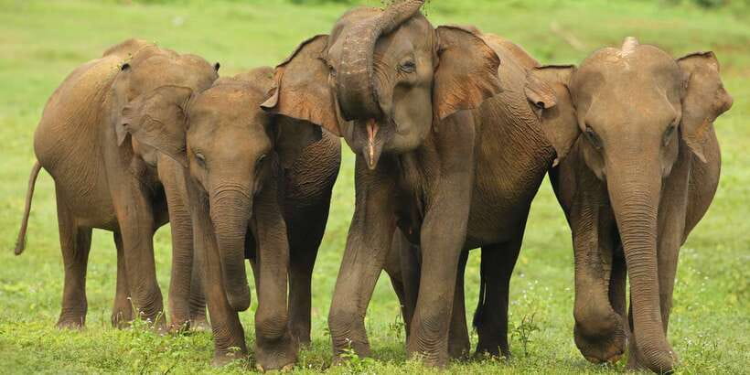 All inclussive Udawalawa National Park Safari From Colombo - Lunch in Udawalawe: plan for your own meal budget