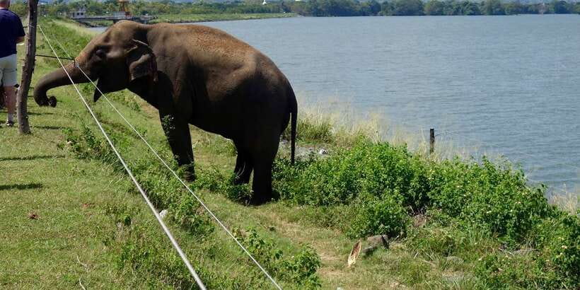 All inclussive Udawalawa National Park Safari From Colombo - What wildlife you can reasonably hope for