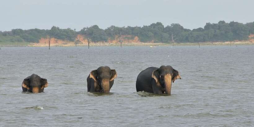 All inclussive Udawalawa National Park Safari From Colombo - Price and value: $225 per person makes sense if elephants are your priority