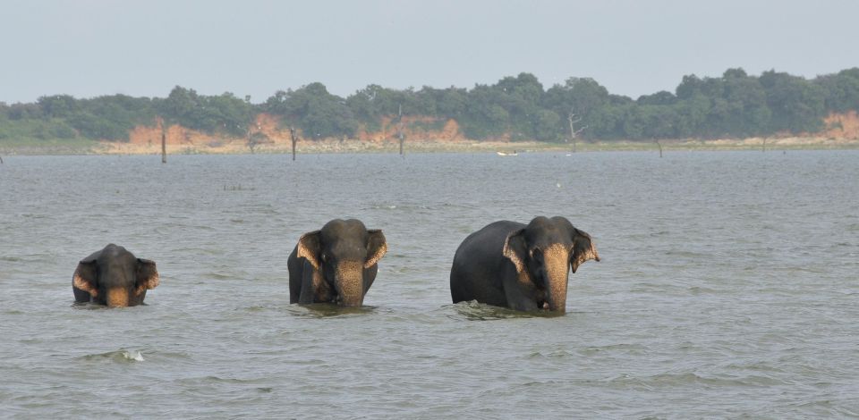 All inclussive Udawalawa National Park Safari From Colombo - Timing, group pace, and what to pack so you’re not miserable