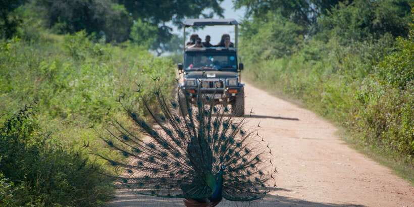 All inclussive Udawalawa National Park Safari From Colombo - Getting the most from your day inside the park