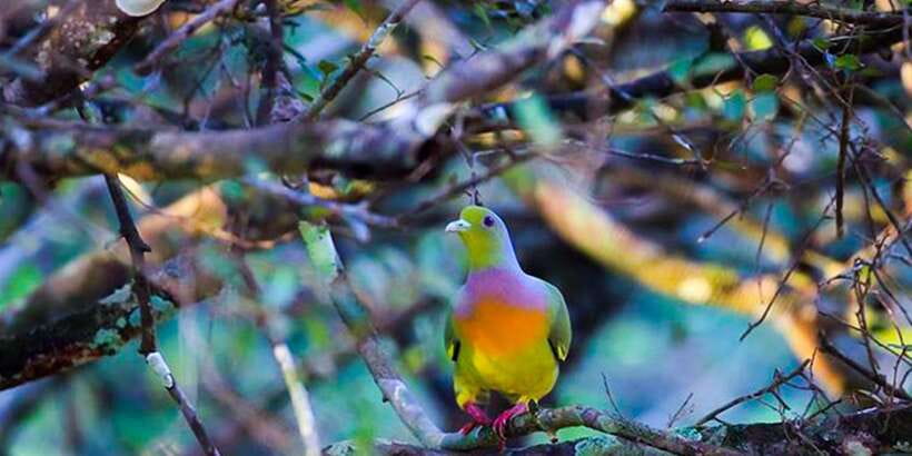 Anuradhapura: Full-Day Wilpattu All Inclusive Private Safari - Key things that make this Wilpattu safari worth your time
