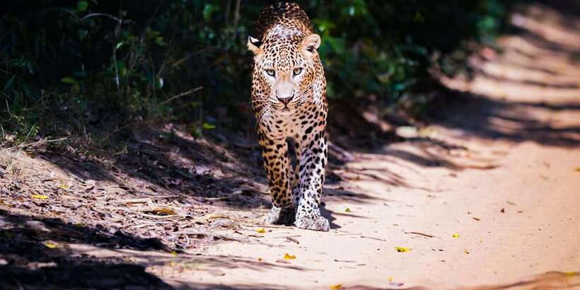 Anuradhapura: Full-Day Wilpattu All Inclusive Private Safari - Why Wilpattu from Anuradhapura is a smart full-day choice