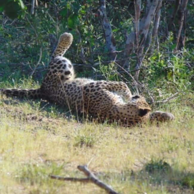Anuradhapura: Full-Day Wilpattu All Inclusive Private Safari - The afternoon game drive: looking for bears, deer, wild boar, and more
