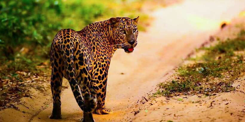 Anuradhapura: Full-Day Wilpattu All Inclusive Private Safari - Why the low-crowd feel matters for wildlife spotting
