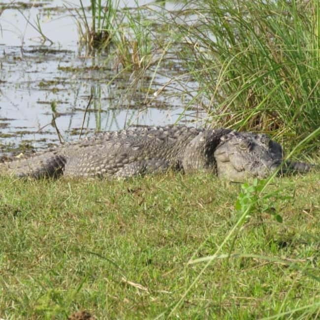 Anuradhapura: Full-Day Wilpattu All Inclusive Private Safari - Who this safari fits best (and who should think twice)