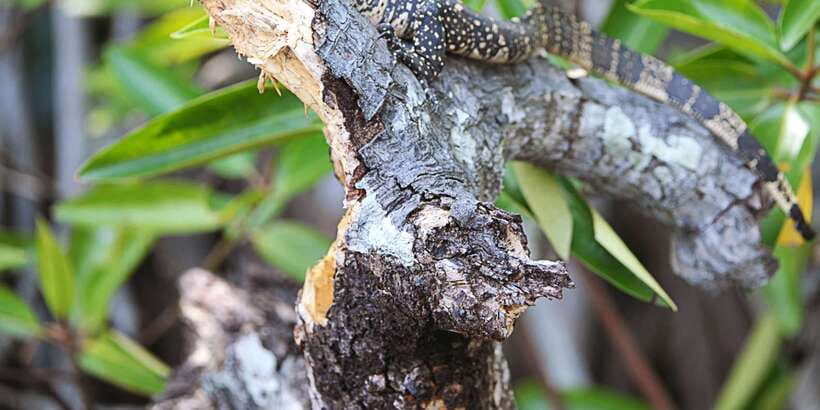Bentota beach, River Mangroves lagoon, Wildlife Tour - What I like most: a guide who scans hard, and variety on the ground