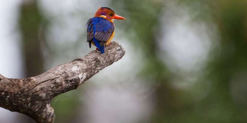 Bentota beach, River Mangroves lagoon, Wildlife Tour - Wildlife Spotting That Actually Feels Like Scanning, Not Guessing