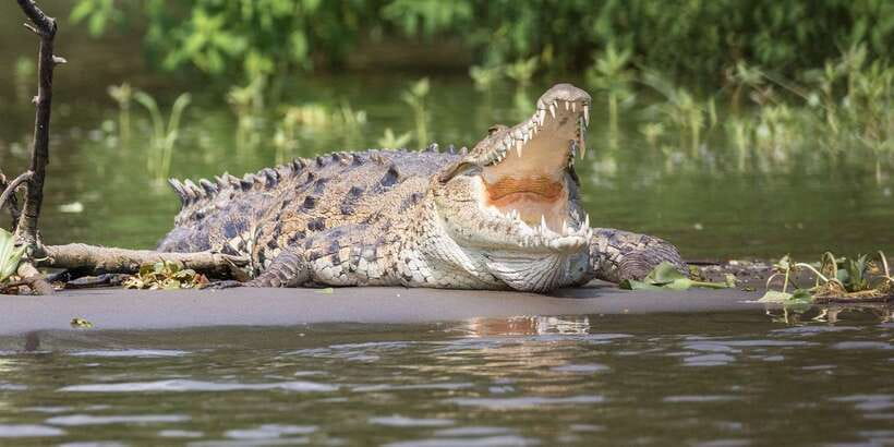 Bentota beach, River Mangroves lagoon, Wildlife Tour - Small Group Format: Why 6 People Changes the Feel