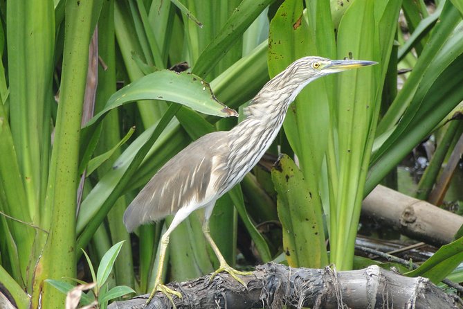 Bentota River Safari - Bentota River Safari: what you’re really doing on that boat