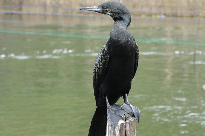Bentota River Safari - On the water: what happens during those 2 hours