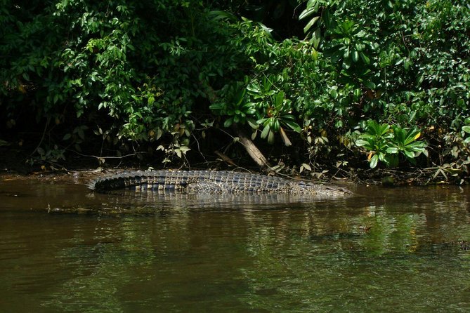 Bentota River Safari By BTM (Mangrove & Wildlife Encounter) - Key Points Before You Go