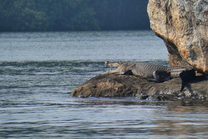 Bentota River Safari By BTM (Mangrove & Wildlife Encounter) - Price and Value at $32: What You’re Really Paying For