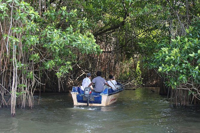 Bentota River Safari By BTM (Mangrove & Wildlife Encounter) - Who This Bentota River Safari Is For