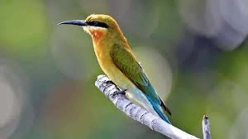 Bentota: River Safari with Hotel Pickup and Drop-Off - Key Things That Make This Safari Worth Your Time