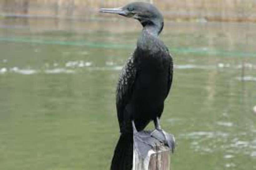 Bentota: River Safari with Hotel Pickup and Drop-Off - Bentota Bridge and the Route: Where the Safari Starts