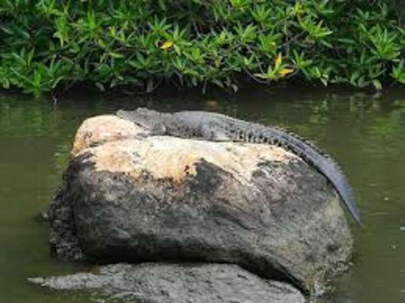 Bentota: River Safari with Hotel Pickup and Drop-Off - Who This Tour Suits Best (and Who Might Want Something Else)