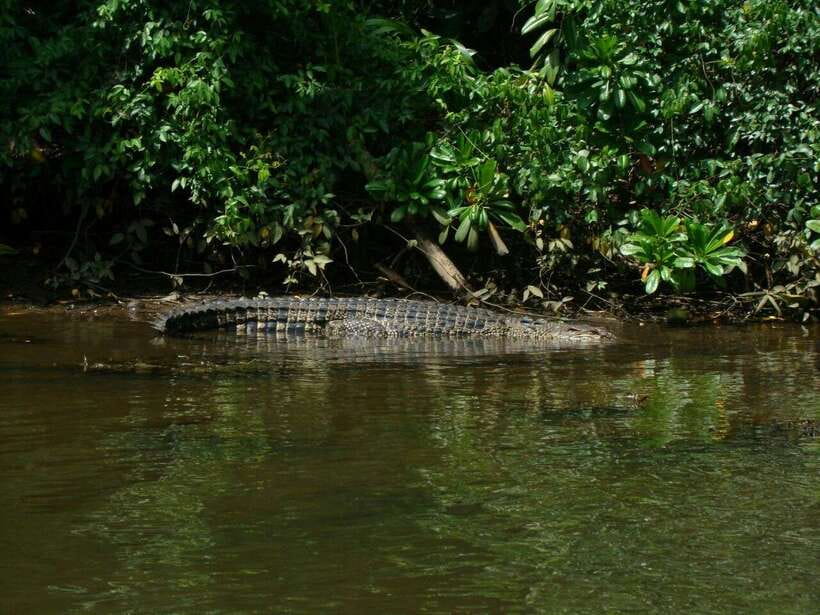 Bentota River Safari with Mangrove and Wildlife Encounter - Who Should Book This Bentota River Safari?