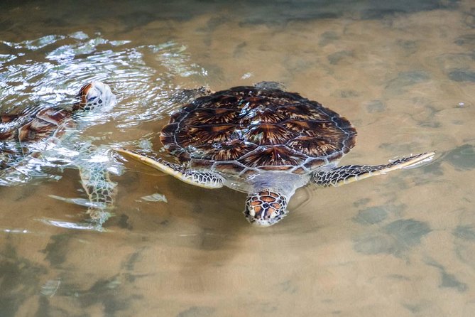 Bentota Village Tour with River Safari & Tea Plantation/Factory - All Inclusive - How Long Should You Expect to Be Out?