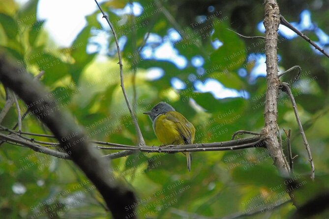 Bird Watching Tours in Sinharaja Rain Forest - Key highlights to know before you go