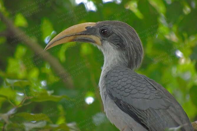 Bird Watching Tours in Sinharaja Rain Forest - Meeting at Deniyaya and the simple way the tour runs