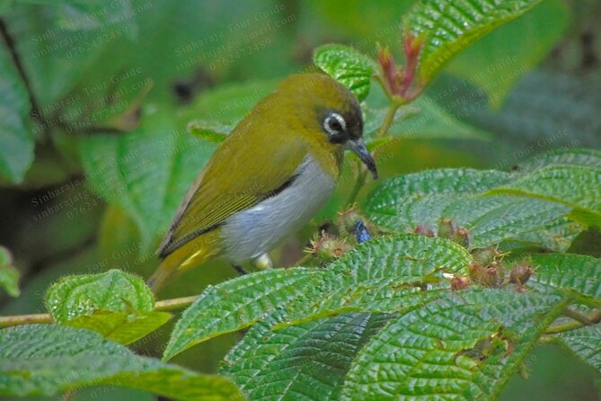 Bird Watching Tours in Sinharaja Rain Forest - How the 8 to 9 hours work when you’re chasing photos and calls