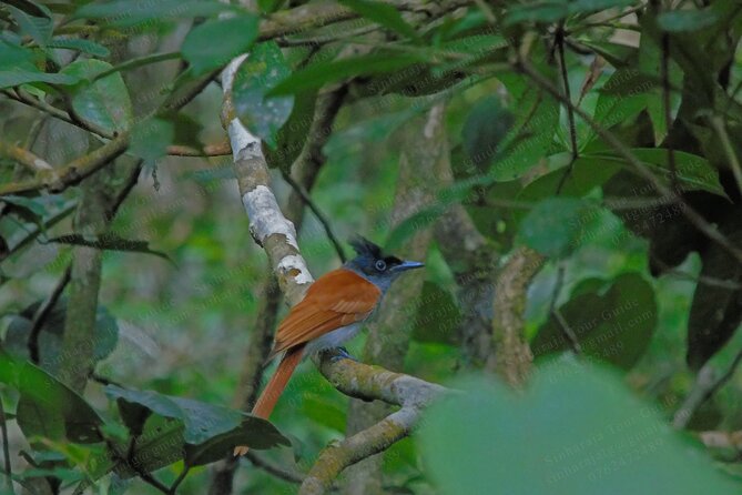 Bird Watching Tours in Sinharaja Rain Forest - What you might see: endemic, migrant, and native birds