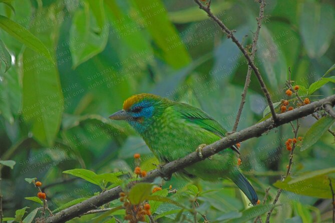Bird Watching Tours in Sinharaja Rain Forest - Included breakfast, bottled water, and leech socks that save your day