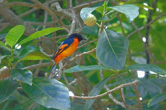 Bird Watching Tours in Sinharaja Rain Forest - Price and value: why $140 can feel fair for a private bird tour