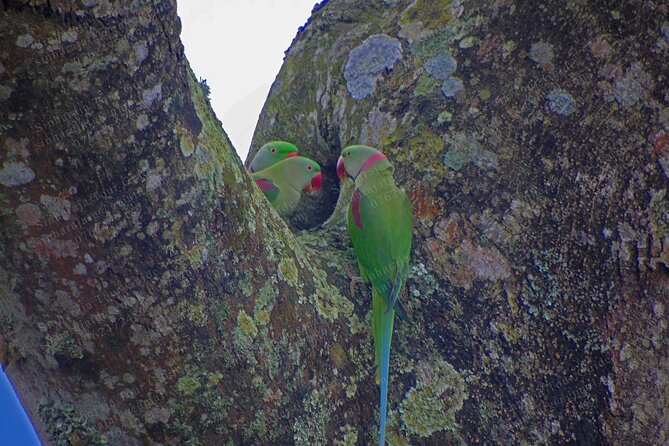 Bird Watching Tours in Sinharaja Rain Forest - Weather, timing, and planning for the reality of a rain forest