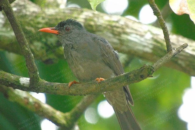Bird Watching Tours in Sinharaja Rain Forest - The Sinharaja forest entrance: where spotting turns into a skill