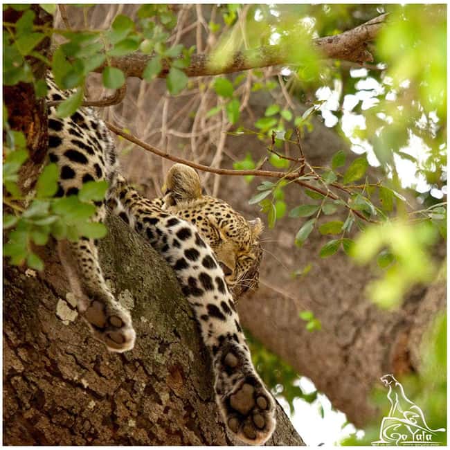 Budget Yala Safari with Accomadation & Meals Included - Provider note and language