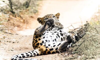 Budget Yala Safari with Accomadation & Meals Included - Logistics to get right: early starts, passports, and what to pack